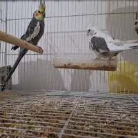 جفت عروس هلندی