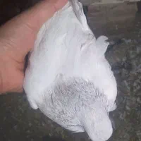 کبوتر|پرنده|خسروشاه, |دیوار