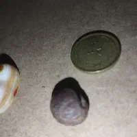 هبهاب|بدلیجات|خرمآباد, |دیوار