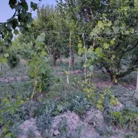 فروش باغچه درعربلوی دره