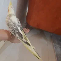 عروس هلندی ابلق رام رام|پرنده|آمل, |دیوار