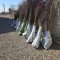 با خرید نهال بادام یه آینده پر برکت برا باغت بساز|خدمات باغبانی و درختکاری|شهرکرد, |دیوار