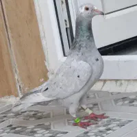 سرور ماده با جوجه