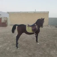 اسب نریان دره شورکره تاج|اسب و تجهیزات اسبسواری|فیروزآباد (فارس), |دیوار