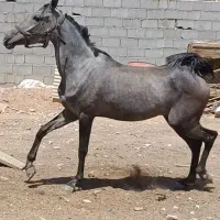 فروش 5تا اسب