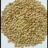 عدس درشت