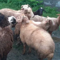 گوسفند بره نر|حیوانات مزرعه|صومعهسرا, |دیوار