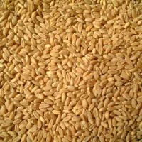 گندم بوجاری  و میشی و لوبیا سفید