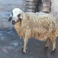 بره|حیوانات مزرعه|اهواز, زیتون کارمندی|دیوار