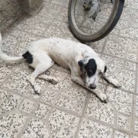 سگ دنبلانی حرفه ایی