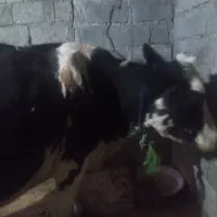 گاوهولندیشیری|حیوانات مزرعه|تالش, جوکندان|دیوار