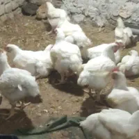 مرغ گوشتی ارگانیک