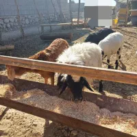 ۵عدد بره نر|حیوانات مزرعه|بندرعباس, |دیوار