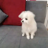 سگ مالتیز ۴ ماهه