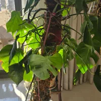 گلدان سفالی