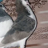 خوشرنگ قهوه ای