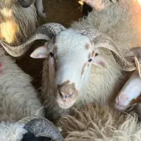 قصاب ماهر گوسفند در محل