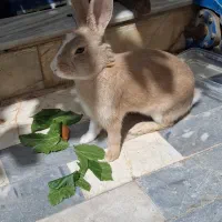 خرگوش خانگی