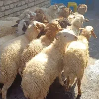 ذبح اسلامی بره نر و ماده تپل از ییلاق دنبه کوچک
