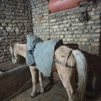 اسب ماده جوان|اسب و تجهیزات اسب‌سواری|دوزین, |دیوار