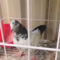 همه پرنده ها پامیل وبازی|پرنده|بندر ماهشهر, |دیوار