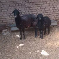 فروش میش و بره