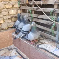 پلاکی|پرنده|خرمشهر, |دیوار