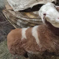 بره نر قوچی و قربانی