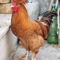 مرغ و خروس کاکلی پاپر نژاد دار تزئینی|حیوانات مزرعه|قم, مهدیه|دیوار