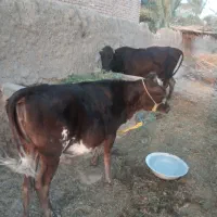 گاو و گوساله