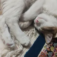 ملوس پسر 7ماهه  کاملا رایگان