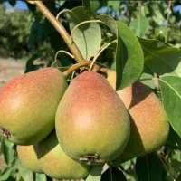 رقم گلابی بیروتی|خدمات باغبانی و درختکاری|مرند, |دیوار