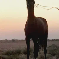 کره مادیان عرب یکسر وارداتی