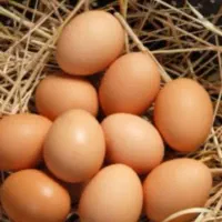 تخم مرغ طبیعی
