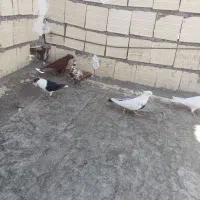 تنج تاکبوتر|پرنده|الشتر, |دیوار