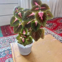 گل طبیعی خانگی