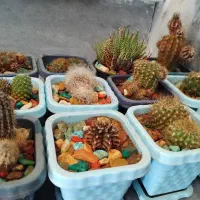 کاکتوس|گل و گیاه طبیعی|ترکمانچای, |دیوار