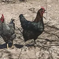 تخم گلپایگانی. لاری.برهما.