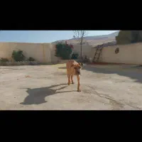 توله ۵ ماهه پیتبول|سگ|بوکان, |دیوار