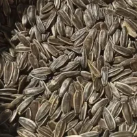 تخمه ۴۰۰ خوی درجه ۱