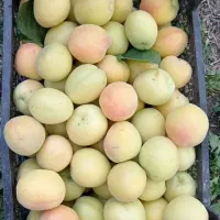 مشاوره در کاشت داشت برداشت درختان مثمر