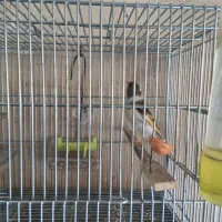 سره قناری ابلق سفید