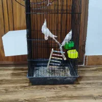 یک جفت عروس هلندی نر وماده البینو|پرنده|دهگلان, |دیوار