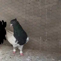 کفتر کله سیاه کله سبز|پرنده|مشهد, گلبرگ شمالی|دیوار