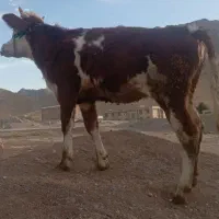 گوساله ماده سیمینتال شرابی|حیوانات مزرعه|بیستون, |دیوار