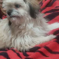 شینزو تریر نروماده