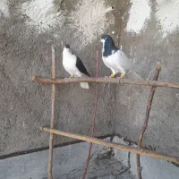 کبوتر شصتی وچپ|پرنده|اقبالیه, |دیوار