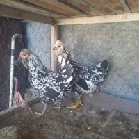 فروش دو عدد مرغ گلین اصیل بدون پر غلط