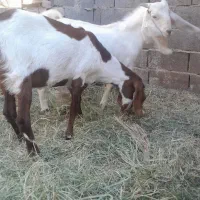 گیسه گلابی