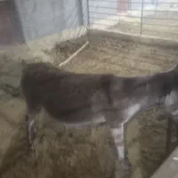 فروش سه تا خر دوتا ماده ویکی نر|حیوانات مزرعه|اردکان, |دیوار